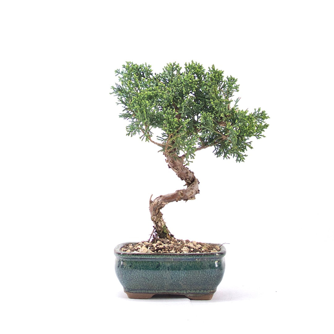 Chinesischer Wacholder 'Juniperus chinensis kyushu'